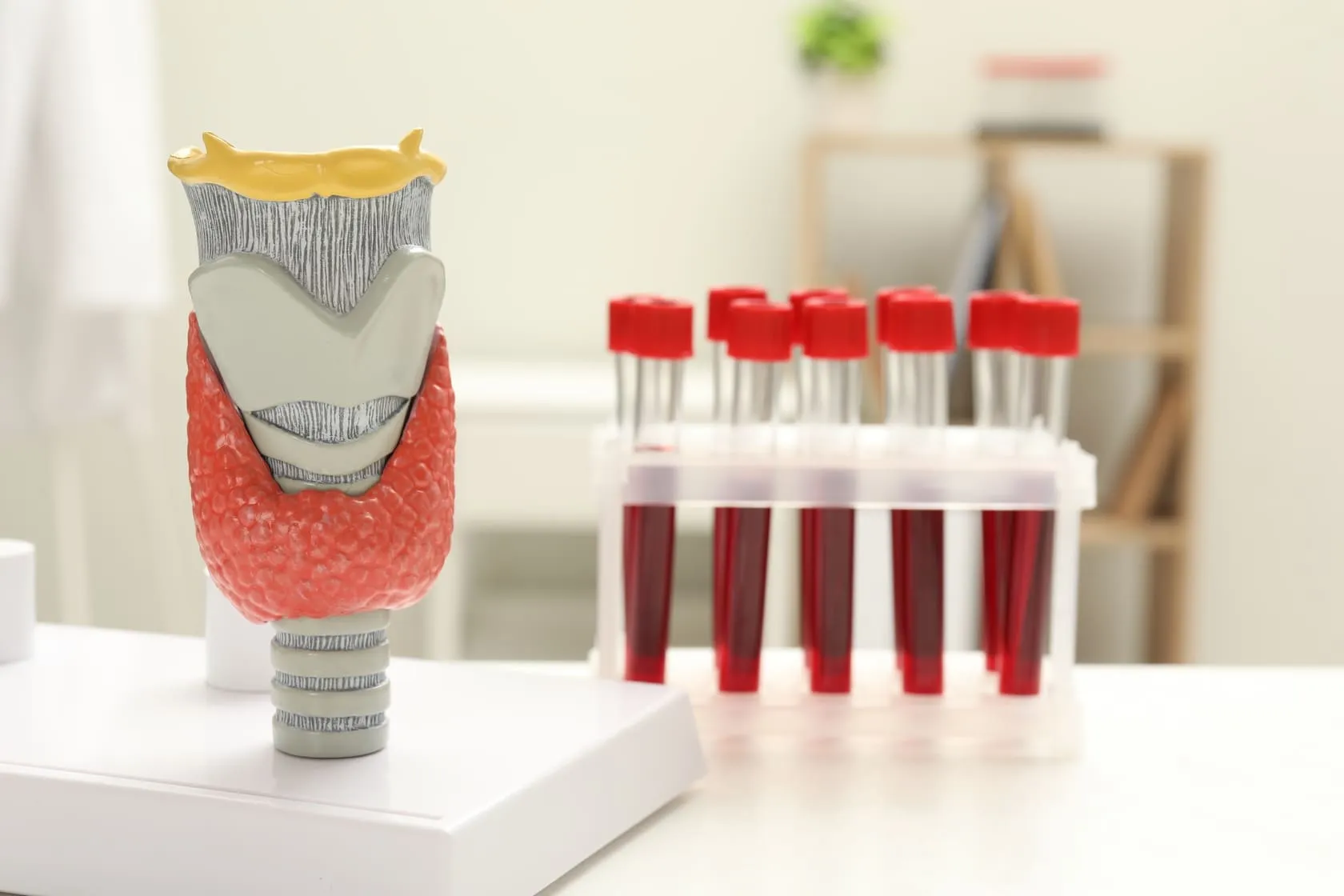endocrinology-model-of-thyroid-gland-and-samples